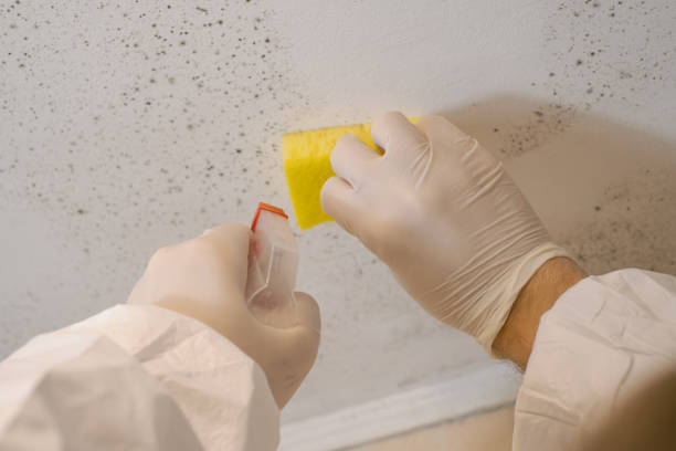 Chesapeake Ranch Estates, MD Mold Removal Company